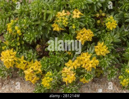 Cannuccia di sabbia, Galium arenarium, sulla spiaggia in Bretagna. Foto Stock