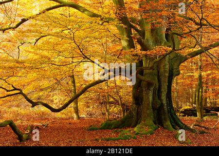 Enorme faggio antico in una ex foresta di capanne in colori autunnali, Sababurg Primeval Forest, Reinhardswald, Hesse, Germania Foto Stock
