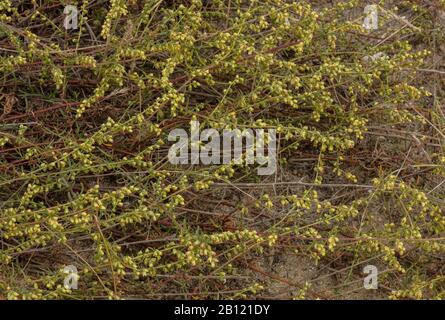 Una sottospecie costiera di Campo Wormwood, Artemisia campestris ssp maritima sulle dune in Bretagna. Foto Stock