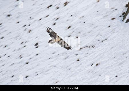 Giovane o inmaturo di Vulture Bearded (Gipaetus barbatus), valle di Rumbak. Parco nazionale di Hemis. Ladakh, Himalaya, India Foto Stock