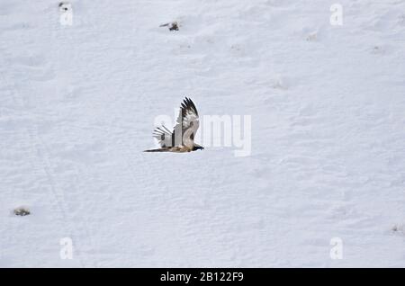 Giovane o inmaturo di Vulture Bearded (Gipaetus barbatus), valle di Rumbak. Parco nazionale di Hemis. Ladakh, Himalaya, India Foto Stock