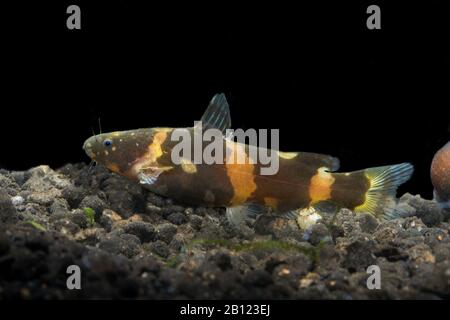 PESCE GATTO NANO DI BUMBLEBEE Foto Stock