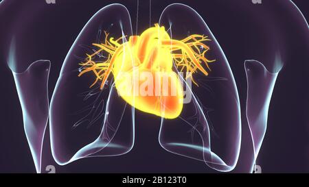 rendering 3d del sistema anatomico del cuore umano maschile Foto Stock