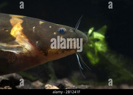 PESCE GATTO NANO DI BUMBLEBEE Foto Stock