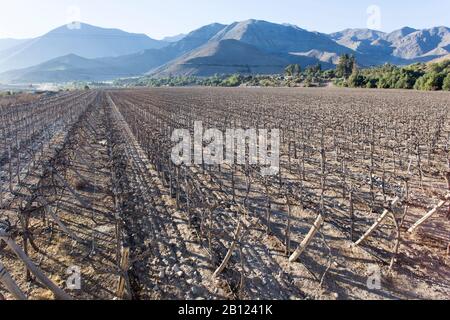 Vista del campo delle uve a Pisco Elqui, Cile Foto Stock