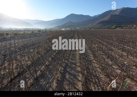 Vista del campo delle uve a Pisco Elqui, Cile Foto Stock