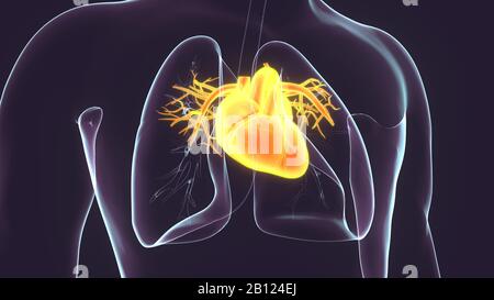 rendering 3d del sistema anatomico del cuore umano maschile Foto Stock