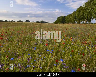 Campo con papaveri e fiori di mais vicino Mirow, Mecklenburg-Pomerania occidentale, Germania Foto Stock