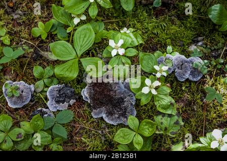 Bunchberry, Cornus canadensis, fiorita sul pavimento della foresta nel parco provinciale di Mount Robson, Columbia Britannica, Canada Foto Stock