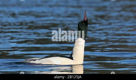 Merganser comune, Goosander maschio che mostra in acqua Foto Stock