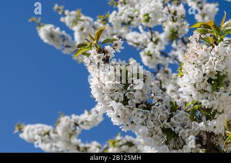 Germogli e fiori sul ciliegio in primavera Foto Stock