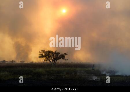 I ragazzi di caccia topi bush, durante un incendio, una fonte di proteine nel nord del Ghana, Foto Stock