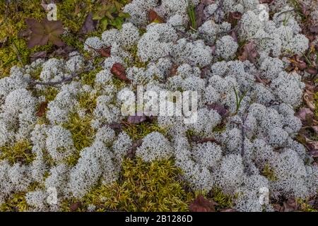 Renne Lichen, Cladonia rangiferina o una specie strettamente collegata, al piano forestale del Mount Robson Provincial Park, British Columbia, Canada Foto Stock