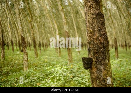 Struttura in gomma di piantagioni, Costa d'Avorio Foto Stock