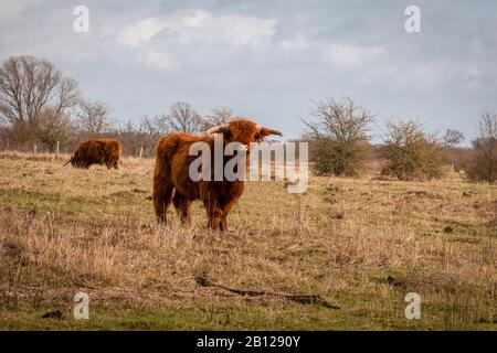 Highland Scozzesi una bella vacca selvatica marrone con enormi corni nell'erba paludosa vicino al fiume piovoso IJssel nella riserva naturale vicino Fortmond, th Foto Stock