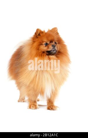 Cute cane pomeranian in piedi su sfondo bianco Foto Stock
