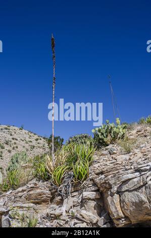 Stabilimento di Agave nel Big Bend National Park nel Texas occidentale Foto Stock