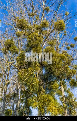 Grappoli di Mistletoe europeo (album di Viscum) in crescita su Poplar Trees - Touraine, Francia. Foto Stock