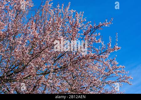 Fiore di ciliegio contro cielo blu chiaro - Touraine, Francia. Foto Stock