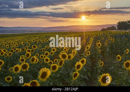 Campo di girasoli con tramonto al Kyffhäuser, Heldrungen, Kyffhauserkreis, Turingia, Germania Foto Stock