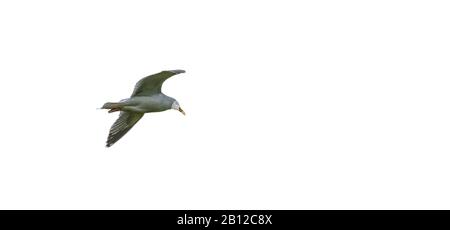 gabbiano di aringa in volo Foto Stock