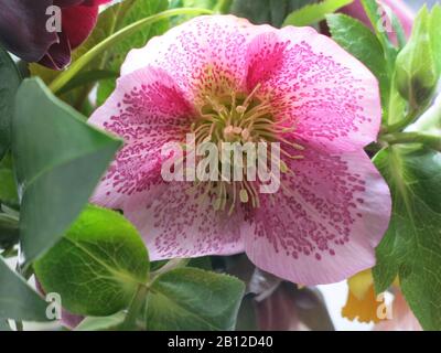 Primo piano di un singolo fiore-testa di un bel hellebore rosa, o Lenten Rose, in delicato rosa con macchie di viola. Foto Stock