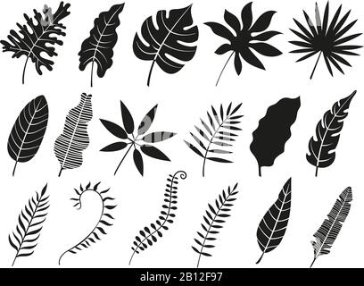 Silhouette a foglia di palma. Monstera frond, foglie di pianta silhouette e palme tropicali fronds isolato vettore icone set Illustrazione Vettoriale