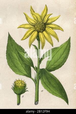 Topinambur, topinambur, (libro di botanica, 1879) Foto Stock