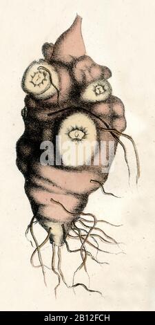 Carciofo di Gerusalemme, Helianthus tuberosus, Topinambur, Knolle, topinambour, (libro di botanica, ) Foto Stock