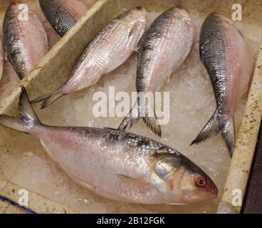 Pesce Hilsa fresco in un mercato indiano del pesce Foto Stock