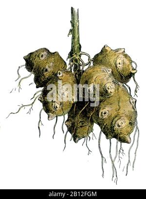 Gerusalemme carciofo, Helianthus tuberosus, Topinambur, topinambour, Millot, Adolphe (1857-1921) u. H. Demoulin Sc. (, 1904) Foto Stock