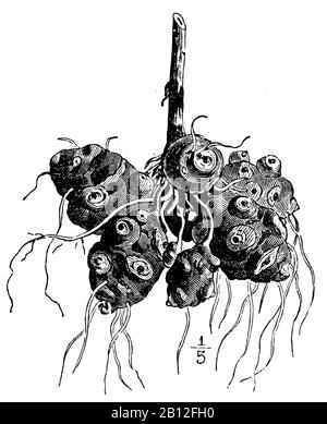 Topinambur, Anonym (libro del giardino, 1911) Foto Stock