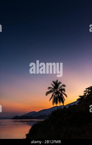 Palm tree sulle rive del fiume Mekong, al tramonto, Laos Foto Stock