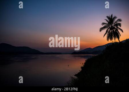 Palm tree sulle rive del fiume Mekong, al tramonto, Laos Foto Stock