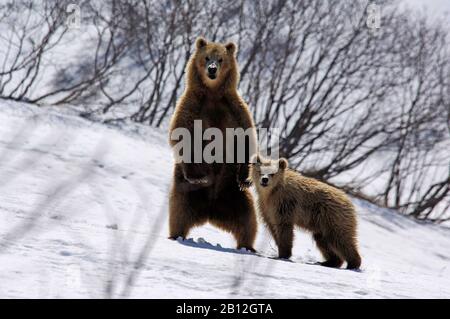 Orsi bruni a Kamchatka Foto Stock