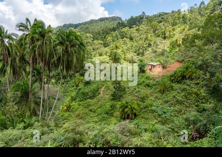 Piccola fattoria tra vegetazione lussureggiante tropicale alta nelle colline Sagalla del Kenya meridionale vicino alla città Di Voi Foto Stock