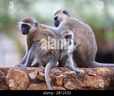 Gruppo familiare di Vervet Monkey Chlorocobus pygerythus su un muro nel Parco Nazionale di Tsavo Est nel Kenya meridionale Foto Stock