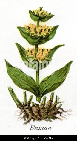 Genziana gialla, gentile lutea, Gelber Enzian, genziana jaune, (libro di salute, 1911) Foto Stock