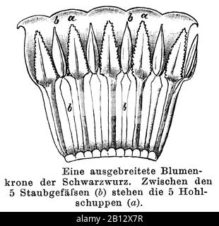 Comfrey, Symphytum officinale, Schwarzwurz: Ausgebreitete Blütenkrone, Consoude officinale, anonym (libro di botanica, 1892) Foto Stock