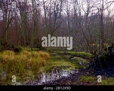 Foresta di palude nel parco nazionale Jasmund, isola di Rügen, Mecklenburg-Vorpommern, Germania Foto Stock