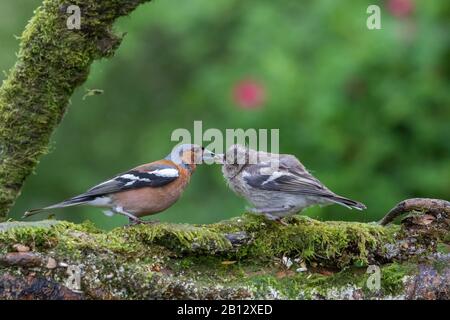 Chaffinch maschio [ Fringilla coelebs ] alimentando giovani su log di Mossy Foto Stock