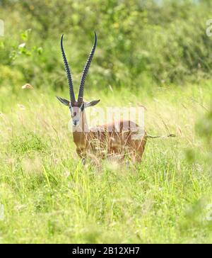 Gazzelle Nanger del Grant maschio granti con le corna magnifiche nella savana dello scrubby nel Parco Nazionale di Tsavo Est del Kenia meridionale Foto Stock