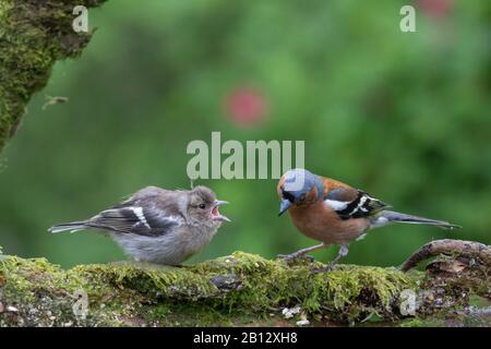 Chaffinch giovanile [ Fringilla coelebs ] che implora cibo da maschio adulto su log di Mossy Foto Stock