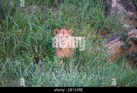 Giovane leone maschio Panthera leo che emerge dal suo pisolino diurno su una collina rocciosa al Parco Nazionale Tsavo nel Kenya meridionale Foto Stock