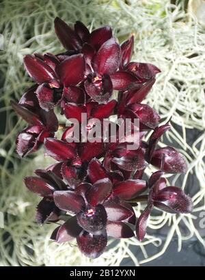 Unico fiore scuro di SVO Dopo orchidee Dark Black Pearl Foto Stock