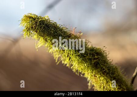 ramo coperto di muschio verde in una giornata di sole, vista ravvicinata, sfondo sfocato Foto Stock