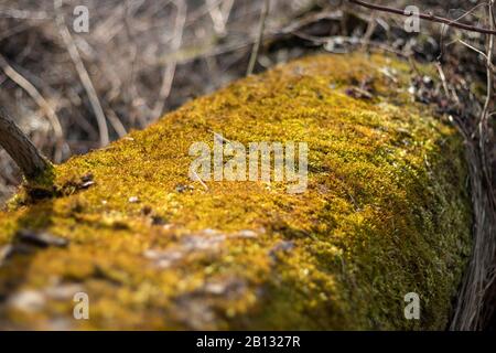 moss su albero - primo piano di vista del tronco di albero di copertura del muschio Foto Stock