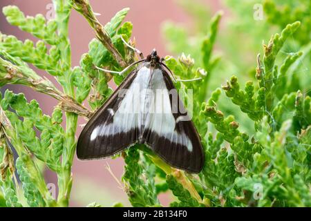 Box tree moth adulto o Cydalima perspectalis Foto Stock