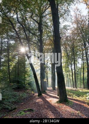 Il sole d'autunno splende attraverso gli alberi Foto Stock