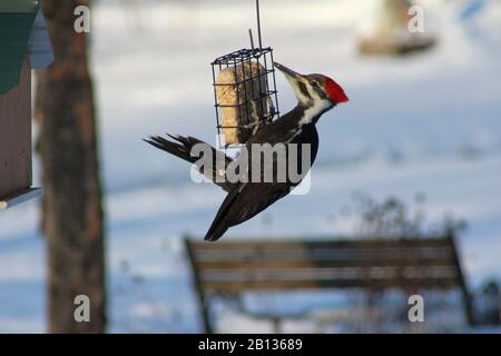 Un Woodpecker Con Pileated Femmina Appeso A Una Gabbia Di Torta Di Suet Foto Stock